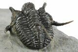 Bumpy Cyphaspis Trilobite - Top Quality Specimen #350492-4